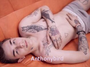 Anthonybird
