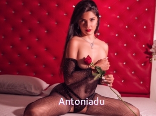 antoniadu Just Amateurs