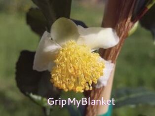 GripMyBlanket
