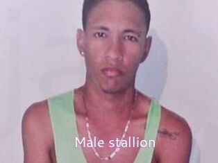 Male_stallion